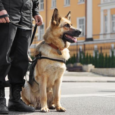 guard-dog44.jpg